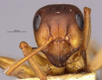 Media type: image;   Entomology 22730 Aspect: head frontal view